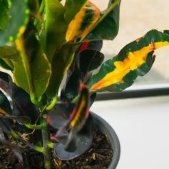 Perfect Plants Croton ‘Mammy’ All Houseplants