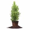 Perfect Plants Cryptomeria Radicans Tree All Trees