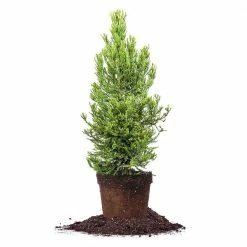 Perfect Plants Sales Shop 53 Perfect Plants Cryptomeria Radicans Tree All Trees