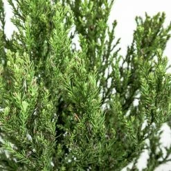 Perfect Plants Cryptomeria Radicans Tree All Trees