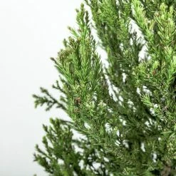 Perfect Plants Cryptomeria Radicans Tree All Trees