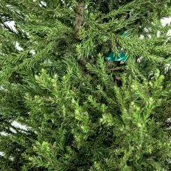 Perfect Plants Cryptomeria Radicans Tree All Trees