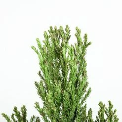 Perfect Plants Cryptomeria Radicans Tree All Trees