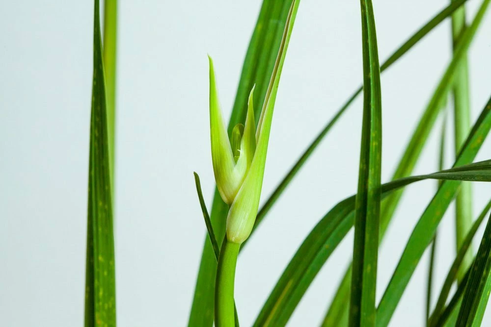 Perfect Plants All Shrubs & Hedges Little Business Daylily Shrub 7 Perfect Plants All Shrubs & Hedges Little Business Daylily Shrub