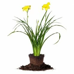 Perfect Plants Daylily Shrubs Crystal Tide Daylily Shrub