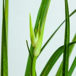 Perfect Plants Daylily Shrubs Crystal Tide Daylily Shrub