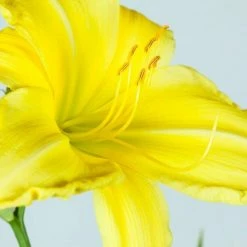 Perfect Plants Daylily Shrubs Crystal Tide Daylily Shrub