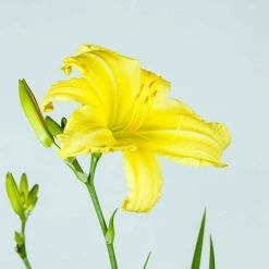 Perfect Plants Daylily Shrubs Crystal Tide Daylily Shrub