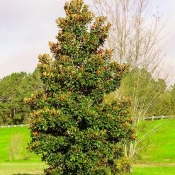 Perfect Plants All Trees Dd Blanchard Magnolia Tree