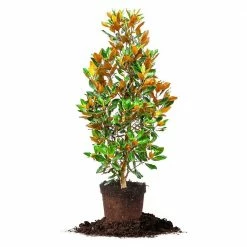 Perfect Plants All Trees Dd Blanchard Magnolia Tree