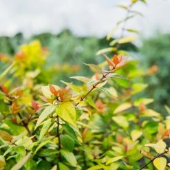 Perfect Plants Abelia Shrubs Canyon Creek Abelia Shrub