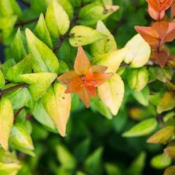 Perfect Plants Abelia Shrubs Canyon Creek Abelia Shrub 5 Perfect Plants Abelia Shrubs Canyon Creek Abelia Shrub