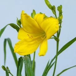 Perfect Plants Daylily Shrubs Yangtze Daylily Shrub