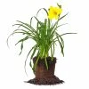 Perfect Plants Daylily Shrubs Yangtze Daylily Shrub