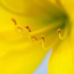 Perfect Plants Daylily Shrubs Yangtze Daylily Shrub