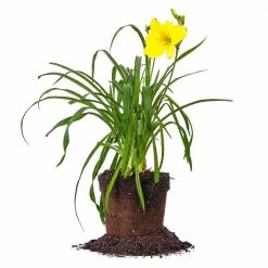 Perfect Plants Daylily Shrubs Yangtze Daylily Shrub
