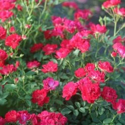 Perfect Plants Red Drift® Rose Bush