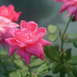 Perfect Plants Pink Double Knock Out® Rose Bush Knock Out® Roses