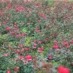 Perfect Plants Double Red Knock Out® Rose Bush 11 Perfect Plants Double Red Knock Out® Rose Bush