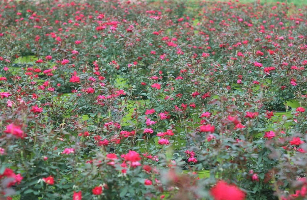 Perfect Plants Double Red Knock Out® Rose Bush 6 Perfect Plants Double Red Knock Out® Rose Bush