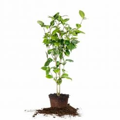 Perfect Plants Debutante Camellia