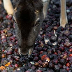 Perfect Plants Hybrid American Chestnut Tree - Fall 2022 Pre Order All Fruit & Nut Trees
