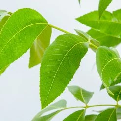 Perfect Plants Desirable Pecan Tree | Type 1 Pollinator