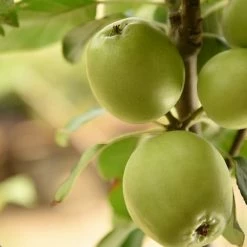 Perfect Plants Dorsett Golden Apple Tree Apple Trees