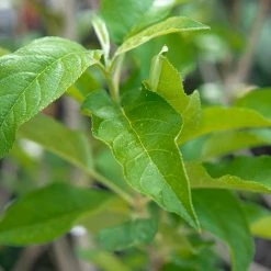 Perfect Plants Dorsett Golden Apple Tree Apple Trees