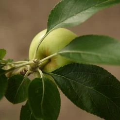 Perfect Plants Dorsett Golden Apple Tree Apple Trees