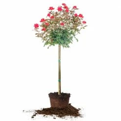 Perfect Plants Red Double Knock Out® Rose Tree