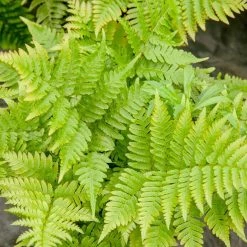 Perfect Plants All Shrubs & Hedges Dryopteris Autumn Fern Shrub