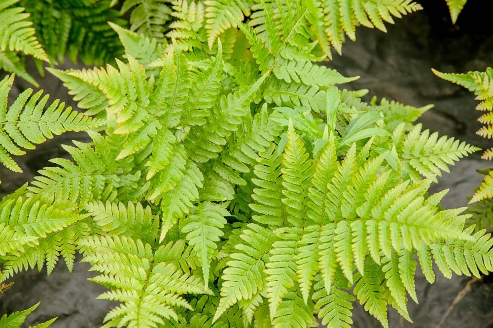 Perfect Plants All Shrubs & Hedges Dryopteris Autumn Fern Shrub 2 Perfect Plants All Shrubs & Hedges Dryopteris Autumn Fern Shrub
