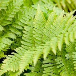 Perfect Plants All Shrubs & Hedges Dryopteris Autumn Fern Shrub 9 Perfect Plants All Shrubs & Hedges Dryopteris Autumn Fern Shrub