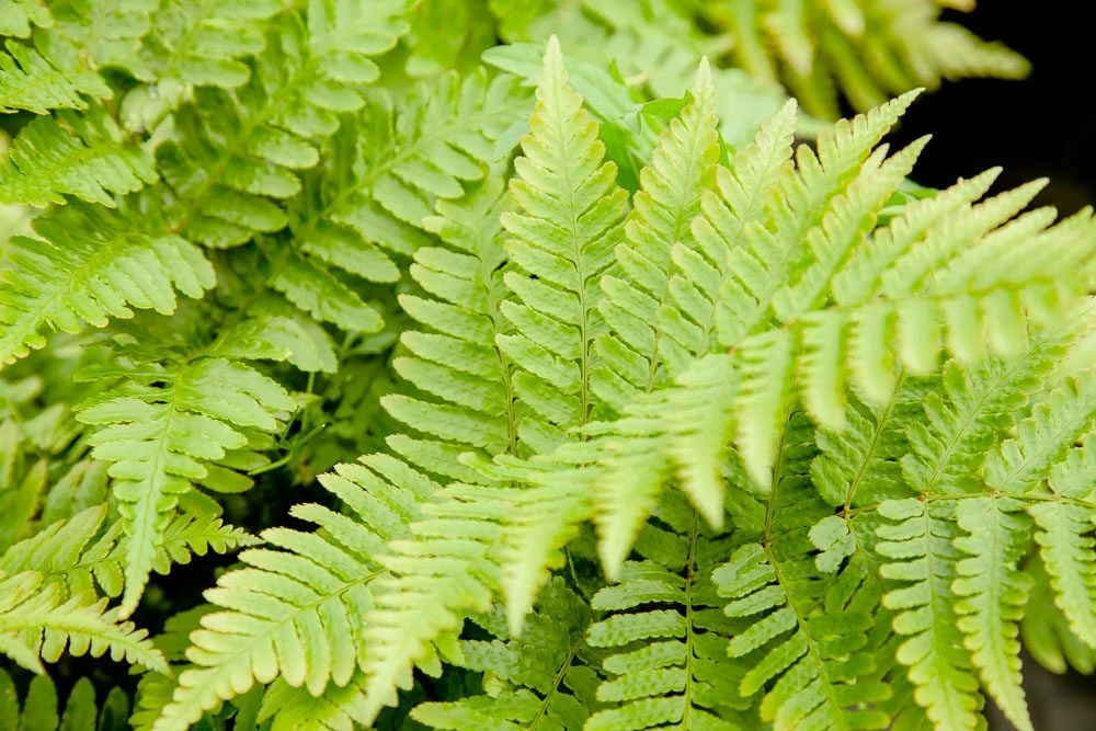 Perfect Plants All Shrubs & Hedges Dryopteris Autumn Fern Shrub 3 Perfect Plants All Shrubs & Hedges Dryopteris Autumn Fern Shrub