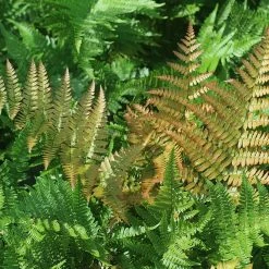Perfect Plants All Shrubs & Hedges Dryopteris Autumn Fern Shrub 10 Perfect Plants All Shrubs & Hedges Dryopteris Autumn Fern Shrub