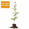 Perfect Plants Hybrid American Chestnut Tree - Fall 2022 Pre Order All Fruit & Nut Trees
