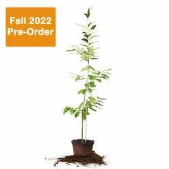 Perfect Plants Hybrid American Chestnut Tree - Fall 2022 Pre Order All Fruit & Nut Trees