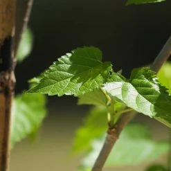 Perfect Plants Berry Bushes Dwarf Everbearing Mulberry Tree