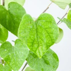 Perfect Plants Eastern Redbud Tree