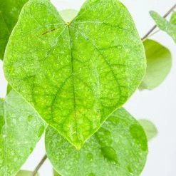 Perfect Plants Eastern Redbud Tree