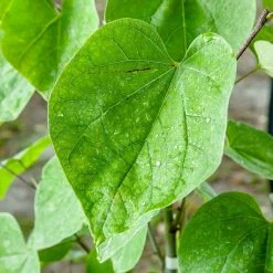 Perfect Plants Eastern Redbud Tree