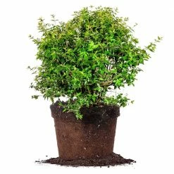 Perfect Plants Abelia Edward Goucher Shrub All Shrubs & Hedges