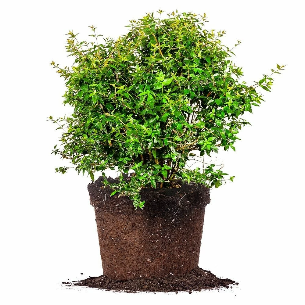 Perfect Plants Abelia Edward Goucher Shrub All Shrubs & Hedges 1 Perfect Plants Abelia Edward Goucher Shrub All Shrubs & Hedges