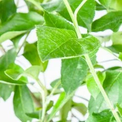 Perfect Plants All Fruit & Nut Trees Ein Shemer Apple Tree