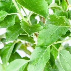 Perfect Plants All Fruit & Nut Trees Ein Shemer Apple Tree