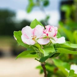 Perfect Plants All Fruit & Nut Trees Ein Shemer Apple Tree