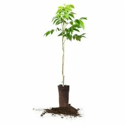 Perfect Plants Elliot Pecan Tree | Type 2 Pollinator