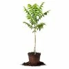 Perfect Plants Elliot Pecan Tree | Type 2 Pollinator