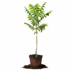 Perfect Plants Sales Shop 41 Perfect Plants Elliot Pecan Tree | Type 2 Pollinator